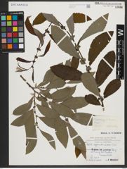 Foto von Salix appendiculata Vill.